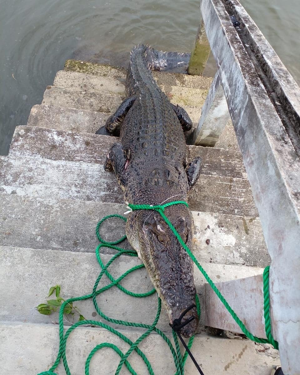 ANGGOTA BOMBA BERHADAPAN ANCAMAN BUAYA DEMI KESELAMATAN ORANG AWAM 1.jpg