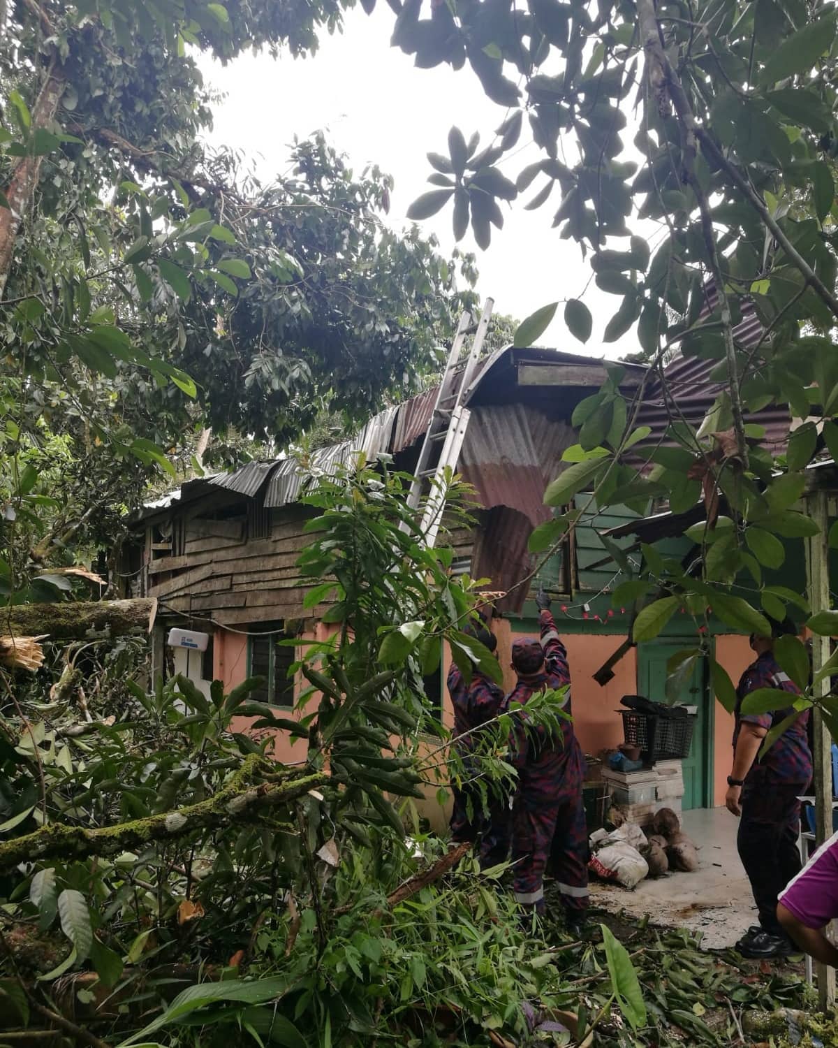 PANGGILAN POKOK TUMBANG YANG MELIBATKAN ATAP RUMAH 1.jpg